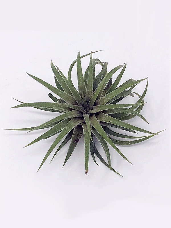 Tillandsia
